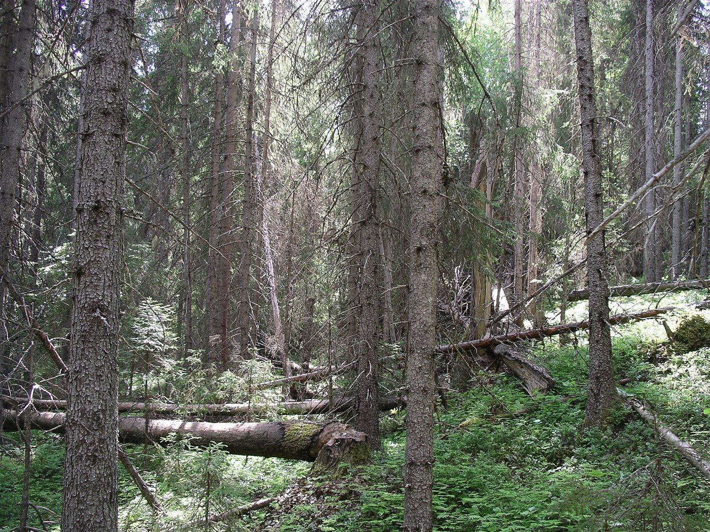 Bild på skogsmiljö i reservatet