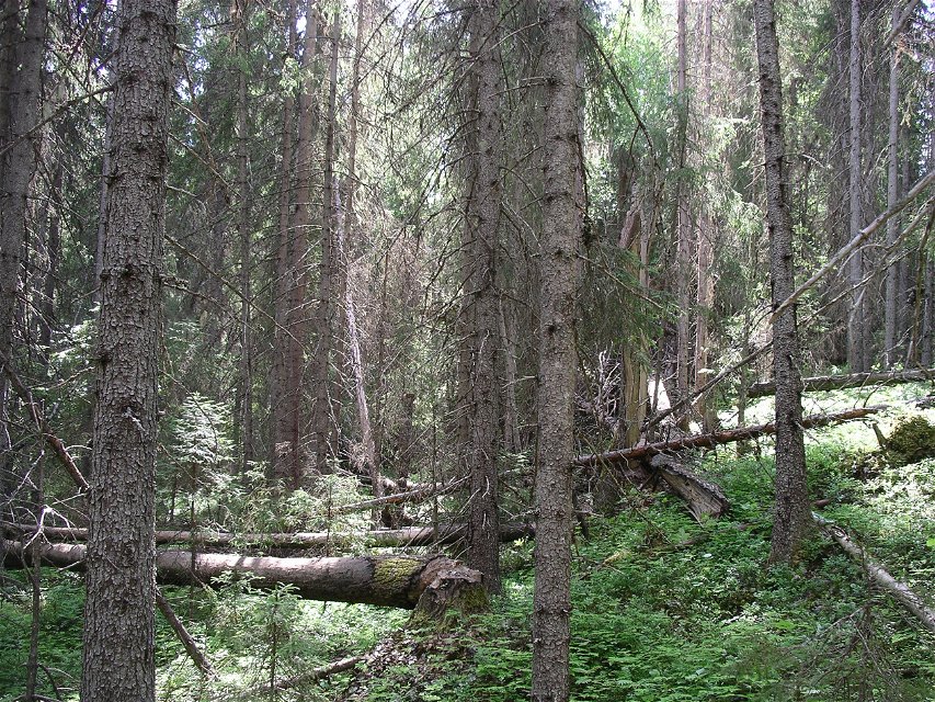 Bild på skogsmiljö i reservatet