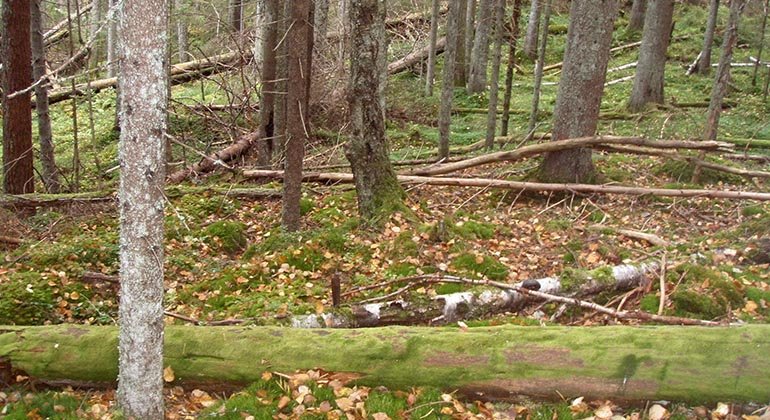 Långfliksmossa på liggande död trädstam.