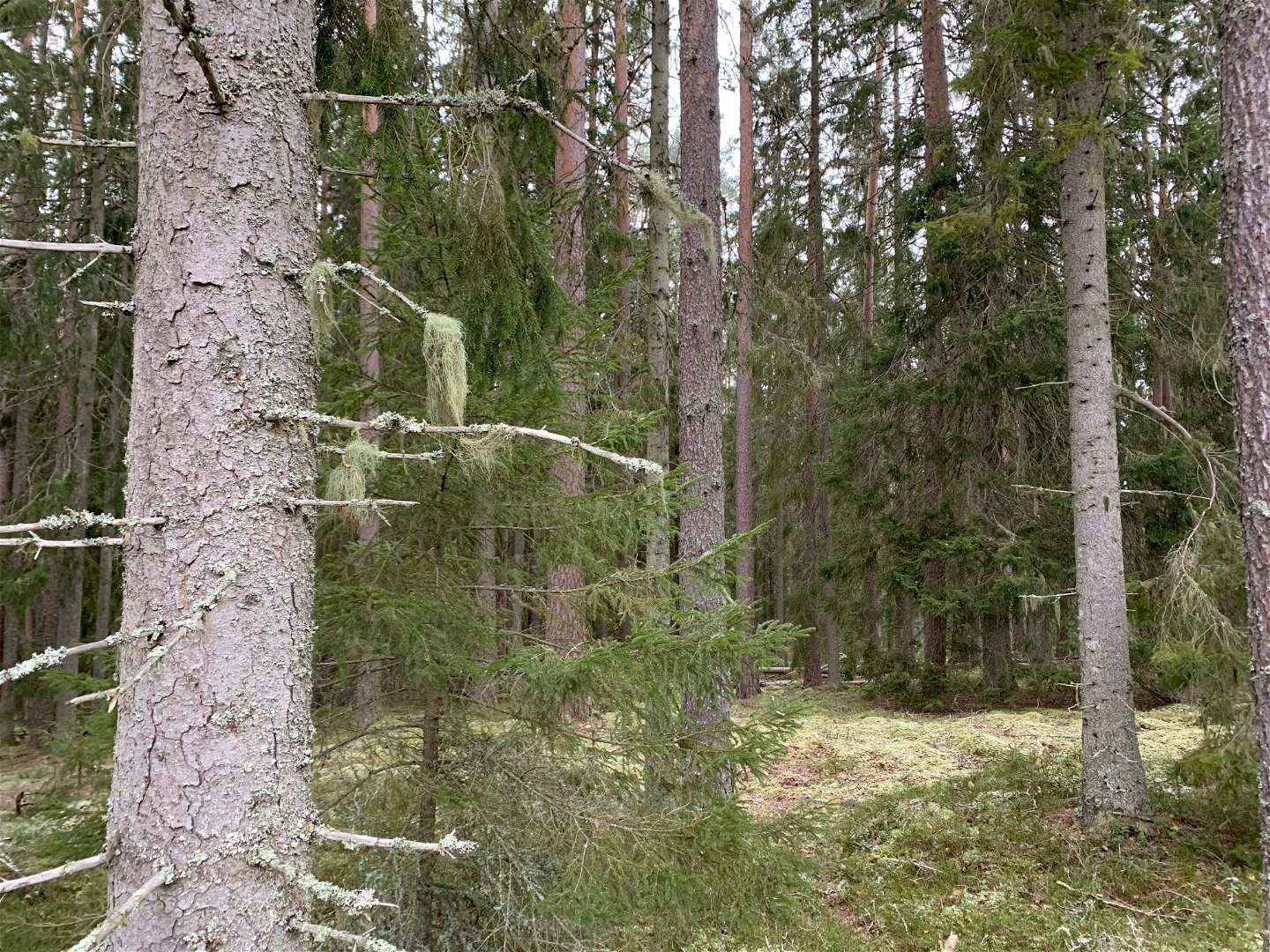 Vy mot skogen