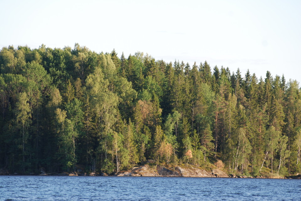 Ett berg med skog på, vatten i förgrunden.