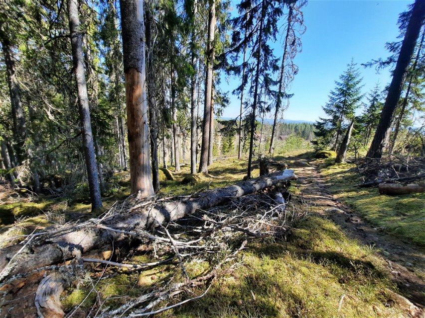 Biotopskydd söder om Bergsbosjön
