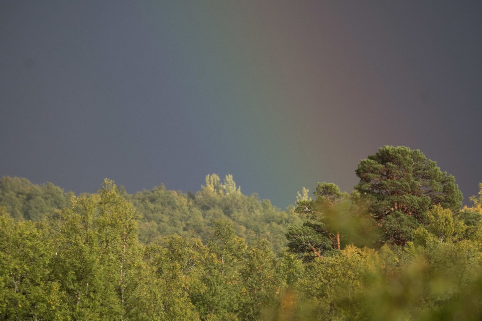 Regnbåge möter de gamla tallarna i Bruksvallarna.