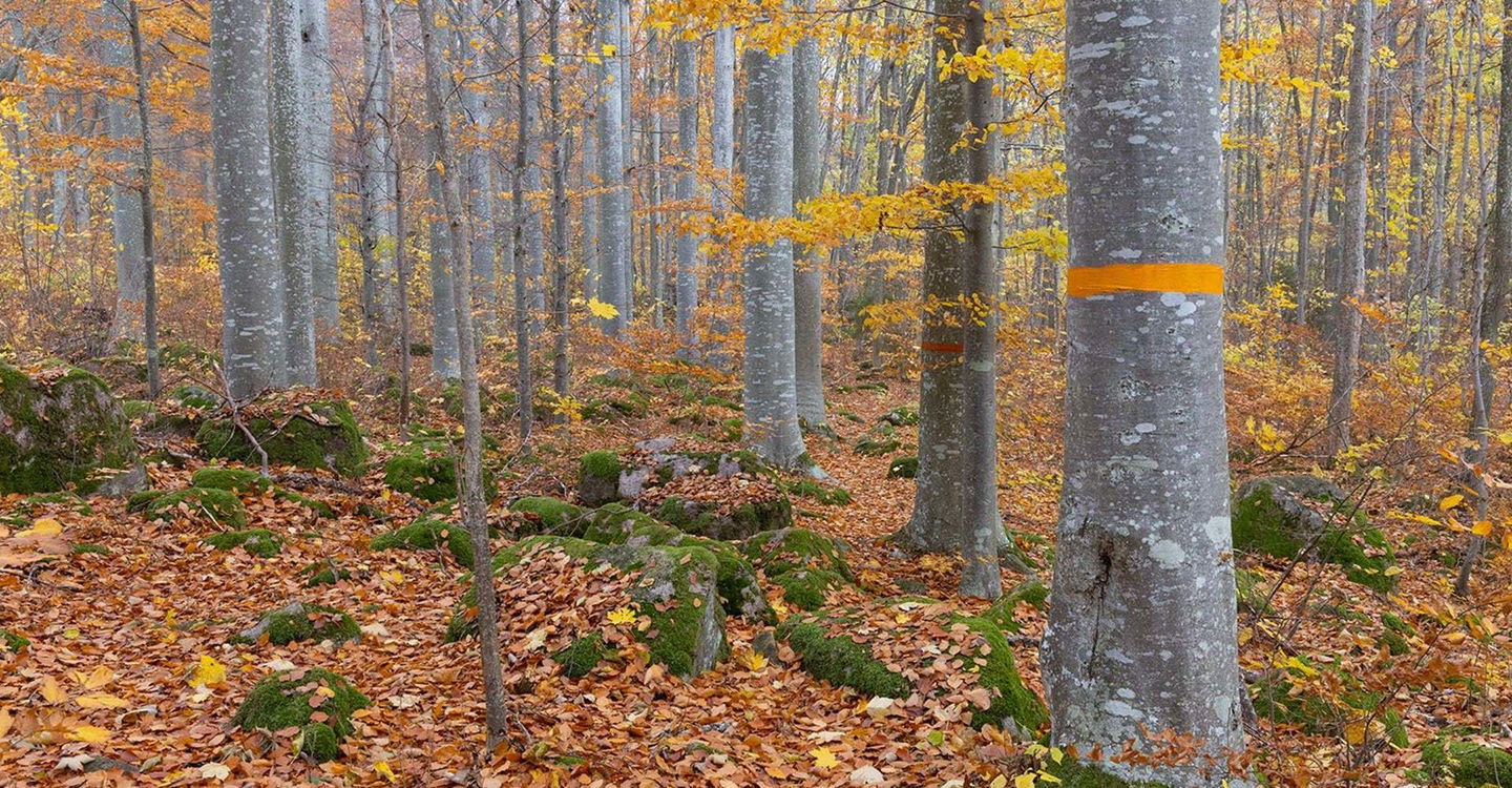 Bokskog Omberg.
Etapp: Borghamn-Alvastra.
Ödeshög.