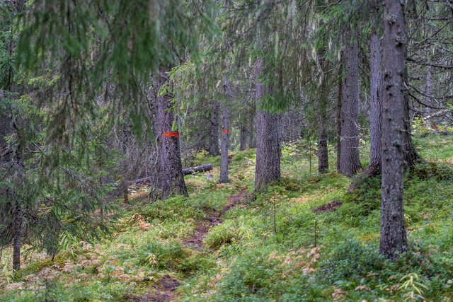 Kalvtjärnarna, vandringsled