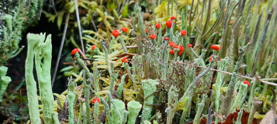 Kochenillav (Cladonia coccifera)