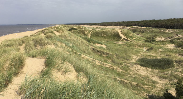 vy över sanddyner i reservatet