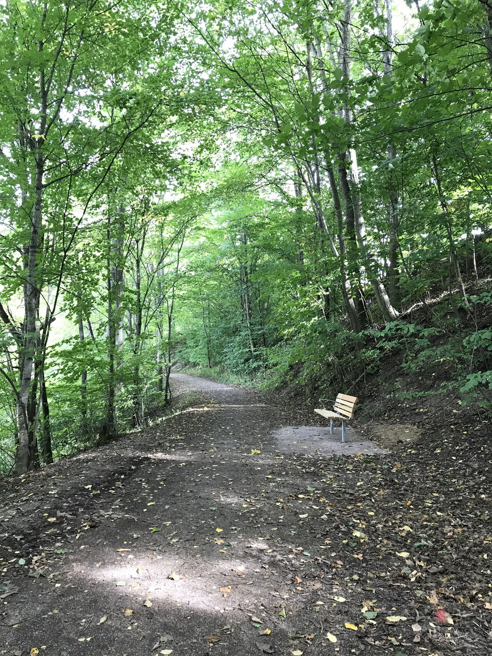 Bild på lummig skogsväg med en soffa utmed slingan