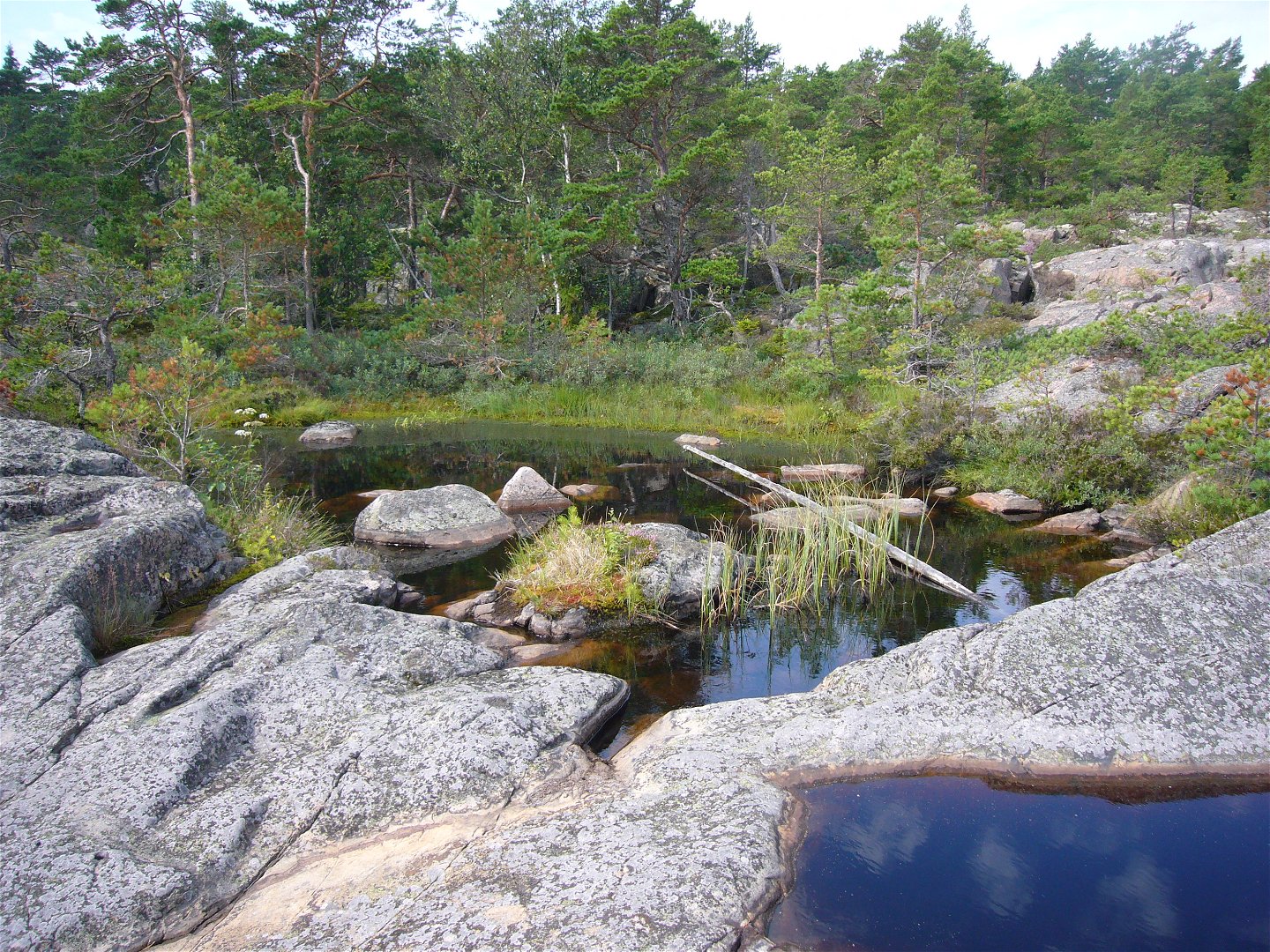 Spännande småvatten i Tullviksbäckens naturreservat. 
