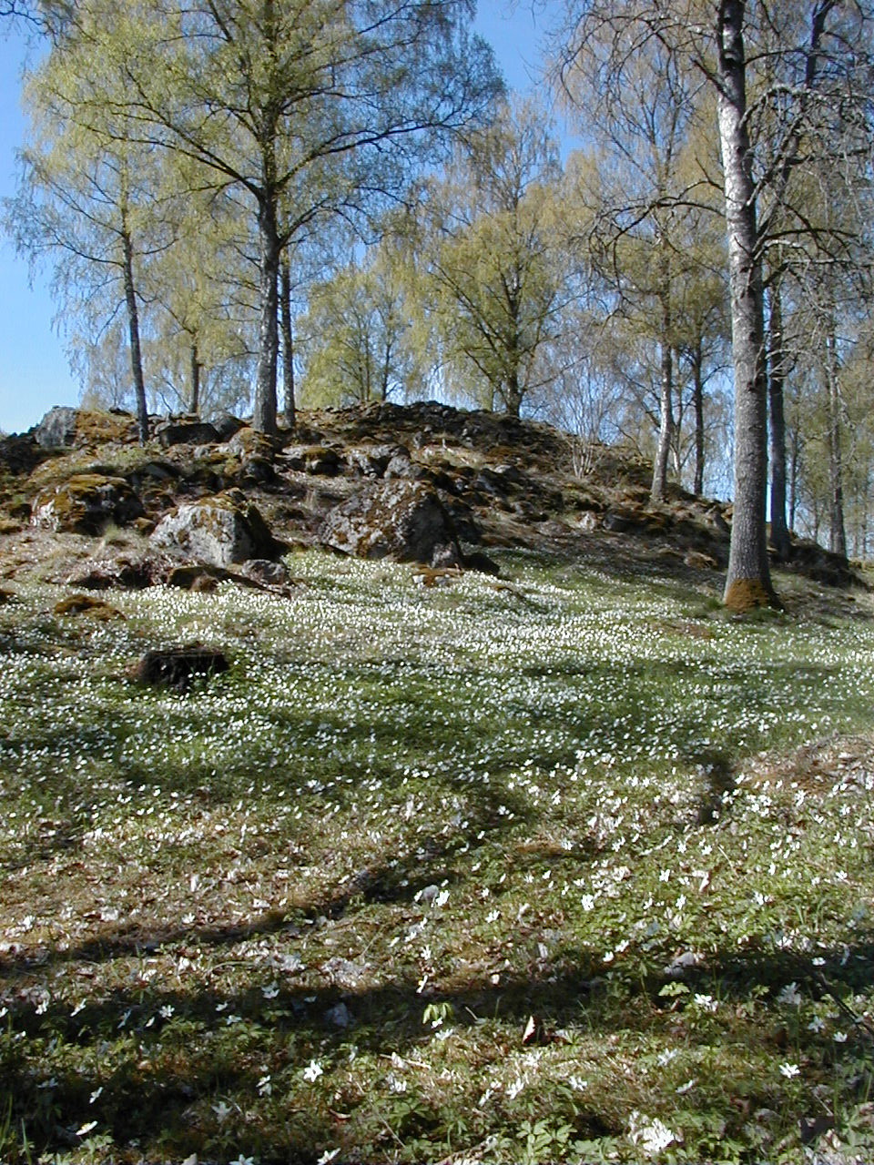 Håkan Lernefalk