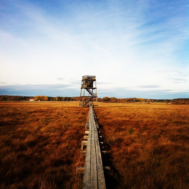 Spång som leder från parkeringen till fågeltornet.