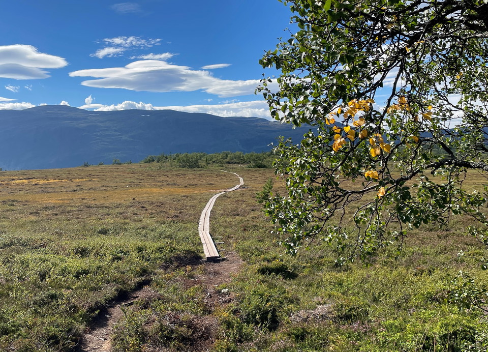 En myr på ett fjäll där en spång leder över