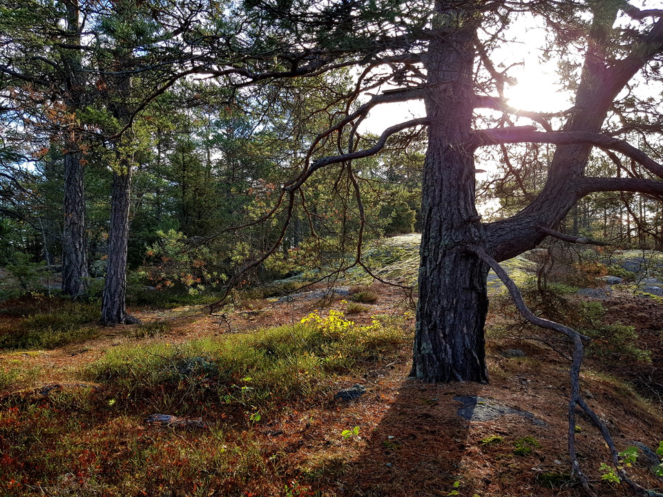Äldre tall på hällmark på östra Bosön. Foto Lidingö stad