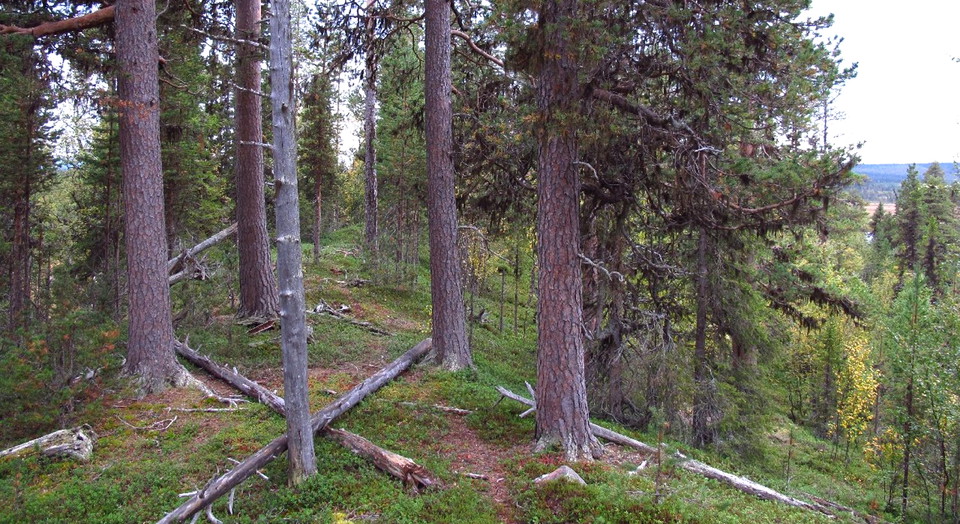 Åsen i västra delen av området.