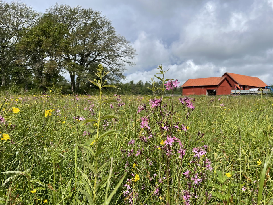 Äng med ängsblommor och röd ladugårdsbyggnad i Kilinstorp Sundängen