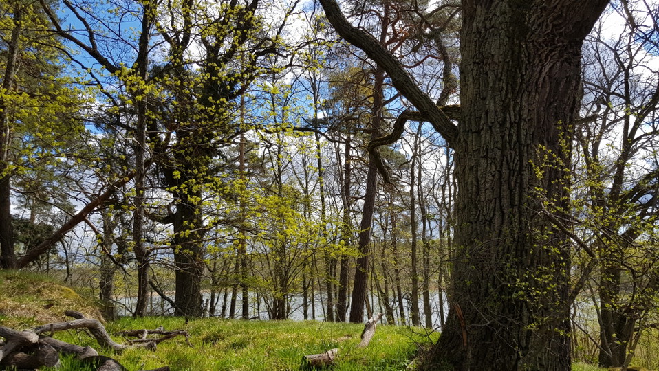 Ekbacken vid Hustegaholm. Foto Lidingö stad