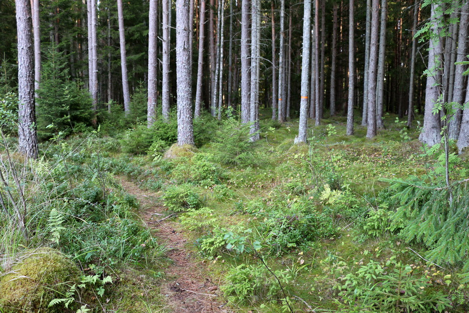 Smal skogsstig i en granskog.
