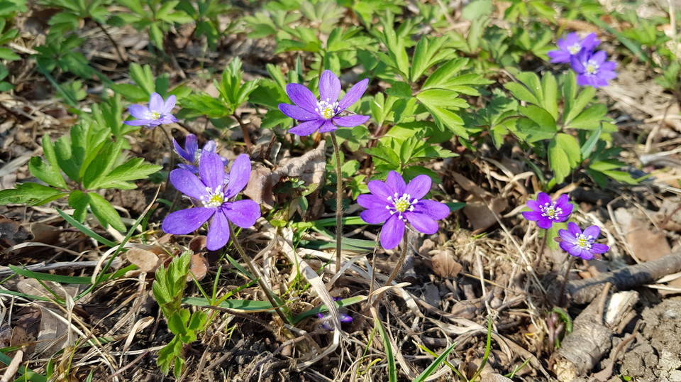 Blåsippor vid Larsberg. Foto Lidingö stad