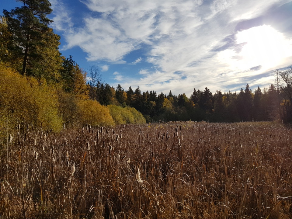Mulletjärnen från Trolldalsvägen. Foto Lidingö stad