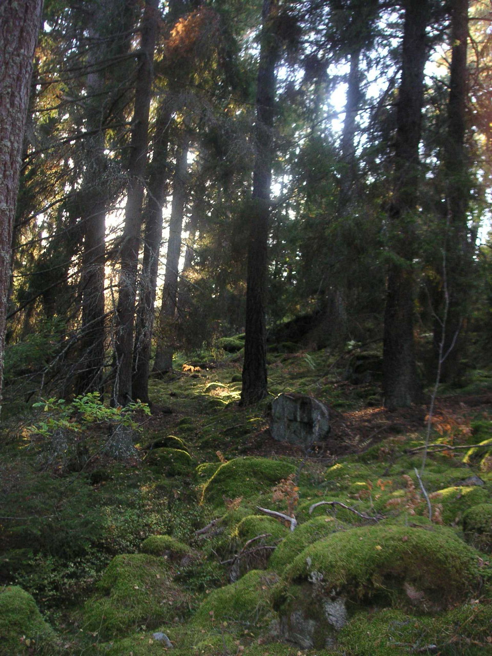 Tallskog med mossiga stenar på marken.