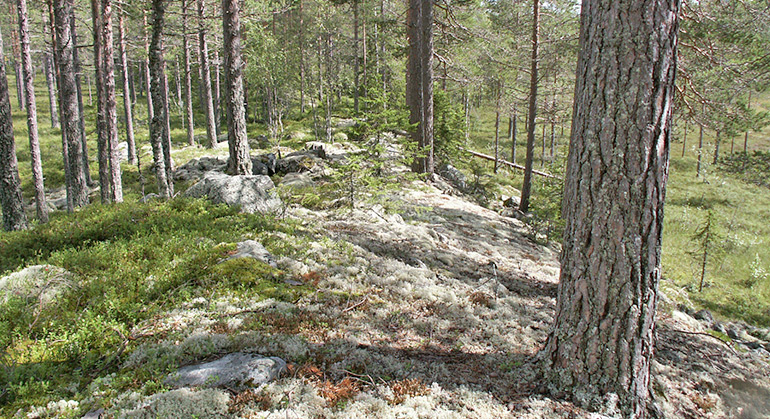 Lövbergsknölen, Naturreservat