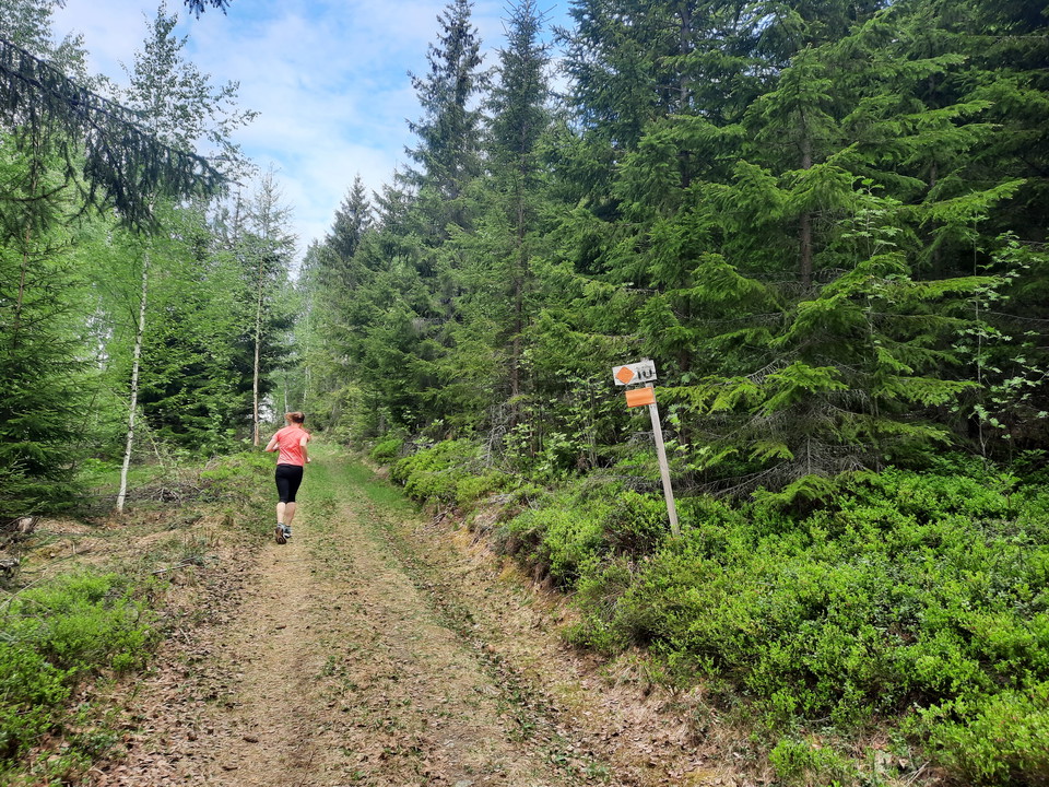Gamla skogsbilvägar tar dig fram över det böljande landskapet