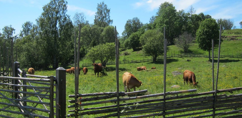 Kohage med gärdsgård