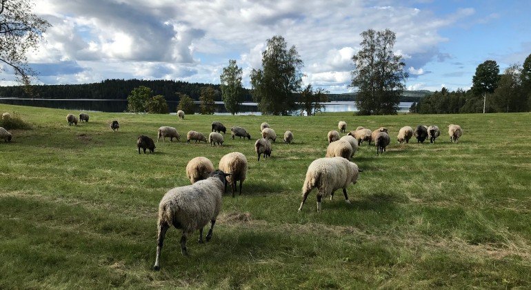 På ängen vid sjön Yngen betar Värmlandsfår sommartid.