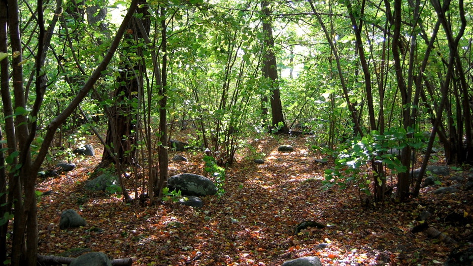 Sensommar i ekbackens lövskogslund. Foto Lidingö stad