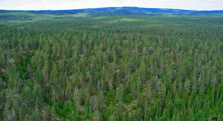Hederna smyckas av en urgammal skog som gillas av många arter.