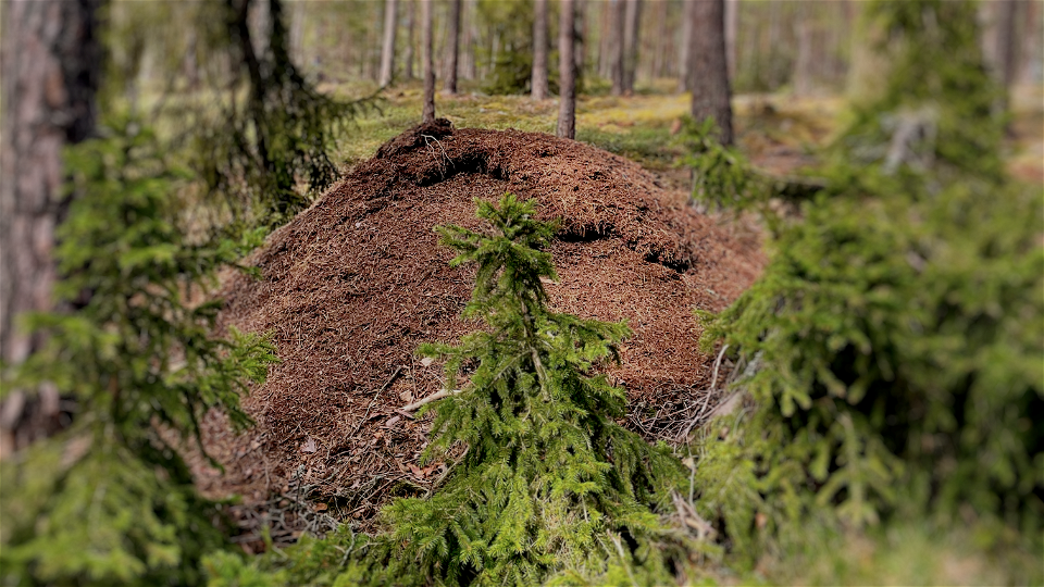 Större myrstack omgiven av tallar och unga granar.