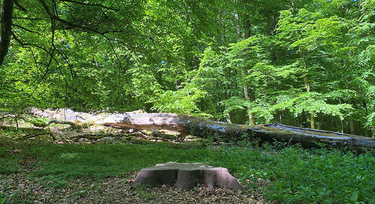 Wanås konstpark.