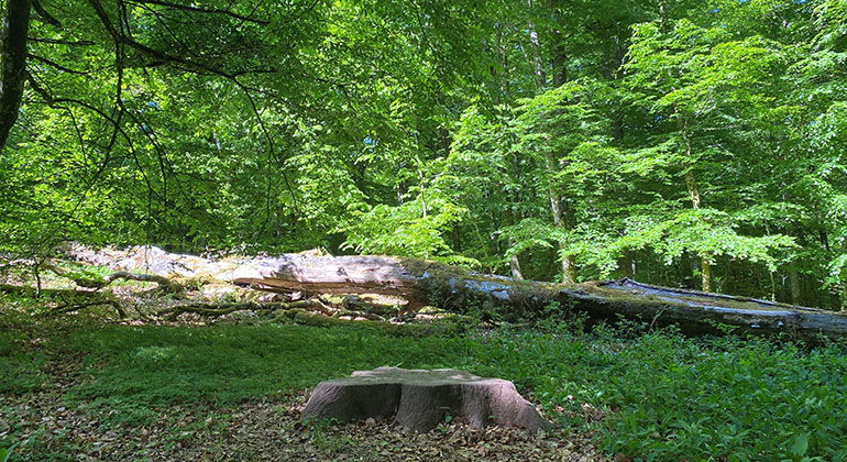 Wanås konstpark.