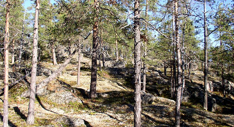 Vacker natur med mycket gamla träd i delar kring Lövberget. 