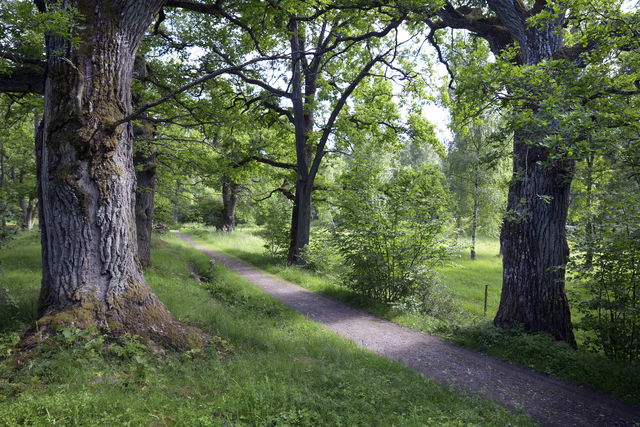 Lundar på Ekudden