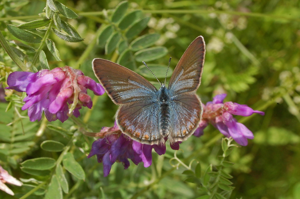 Silverblåvinge på kråkvicker. 