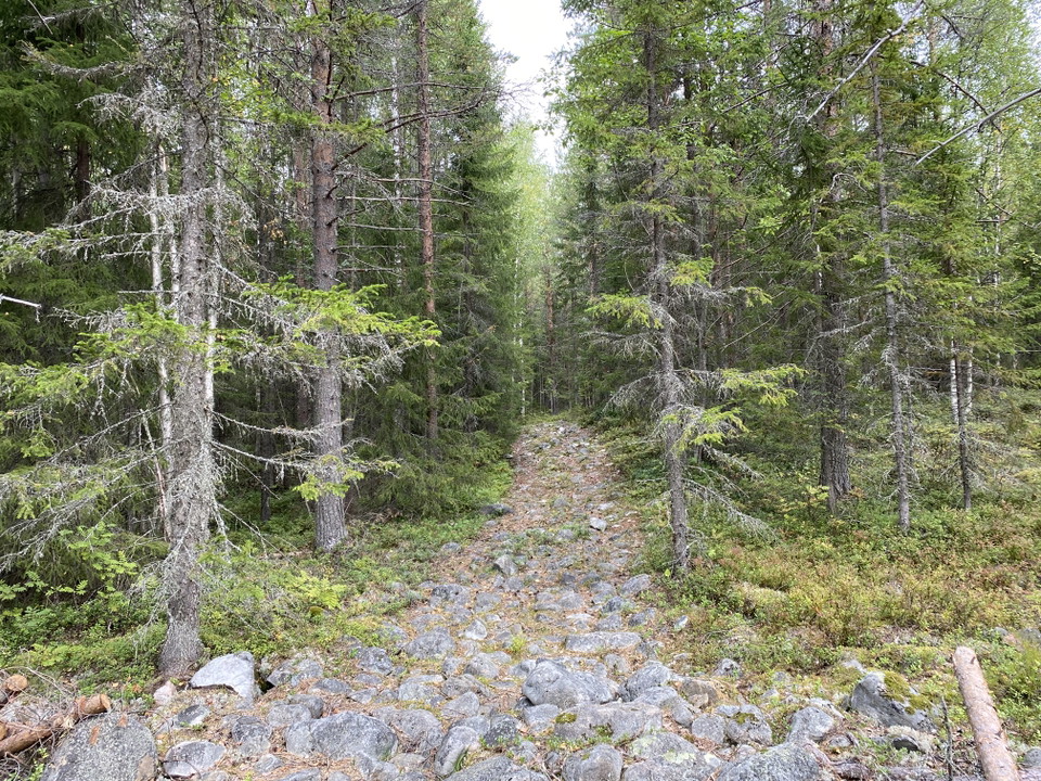 En stenig stig i en barrskog. Foto.