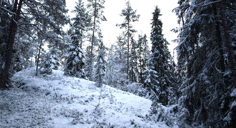 Baggetorp i snöskrud.