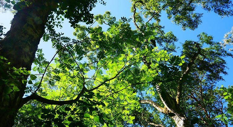 trädkrona med gröna blad