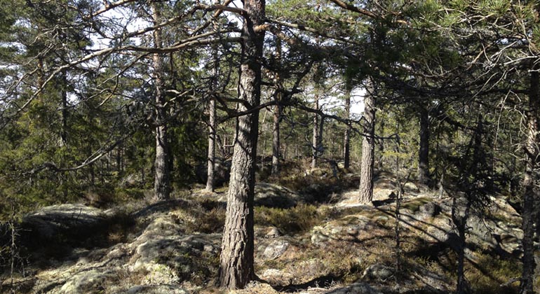 Tjuråsen.