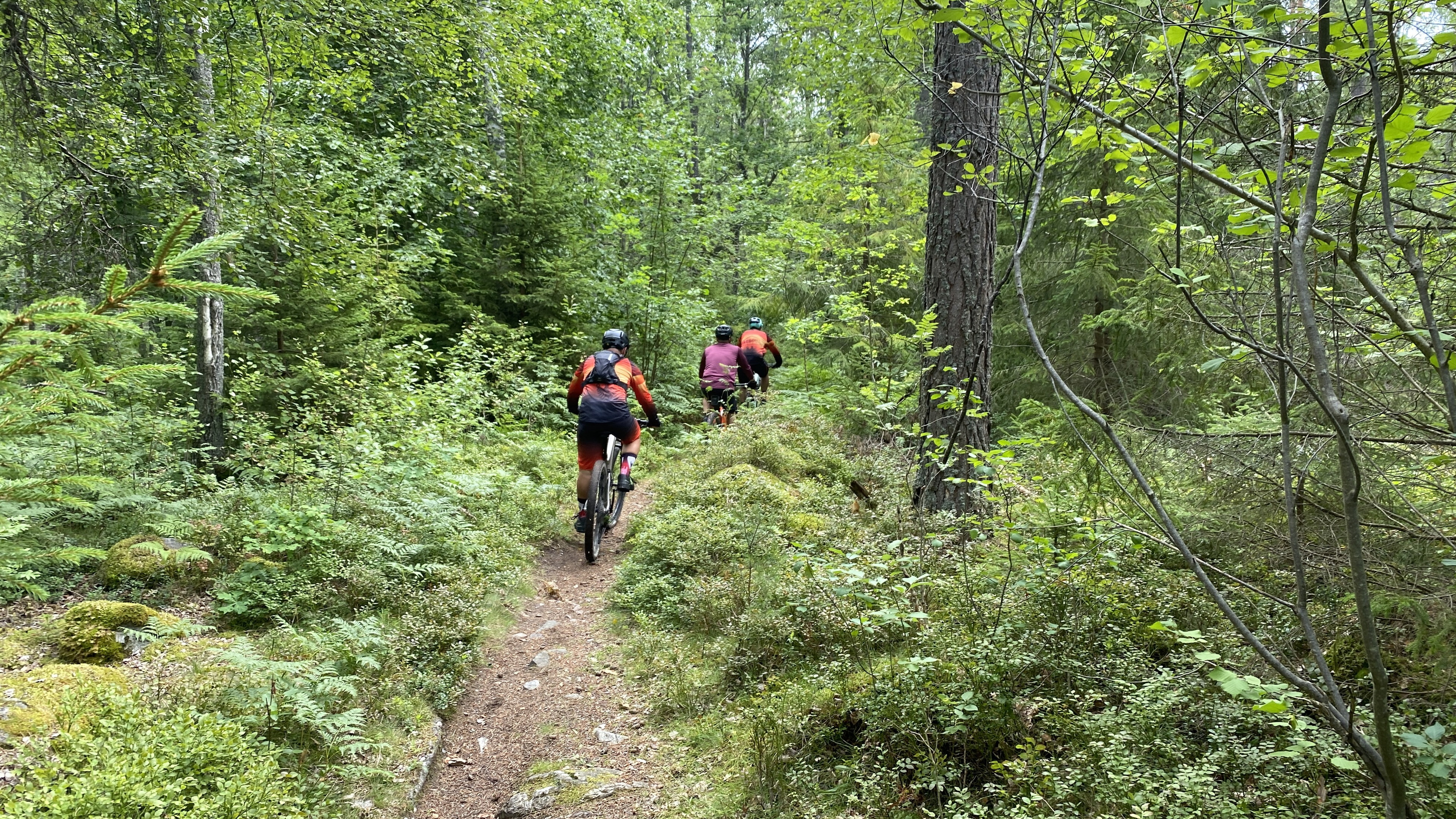 Mitt i skogen