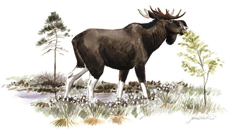 Älg. Illustration av Jonas Lundin
