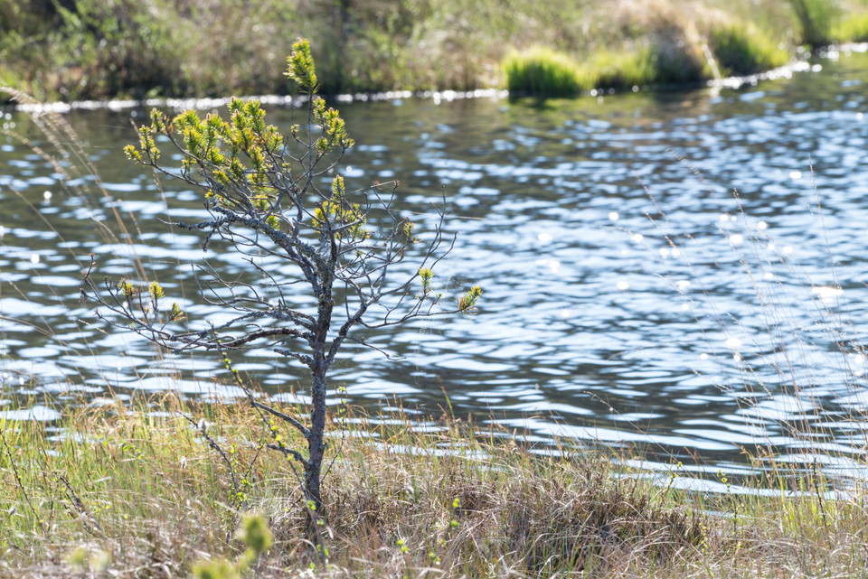Fotograf: Tobias Ivarsson
