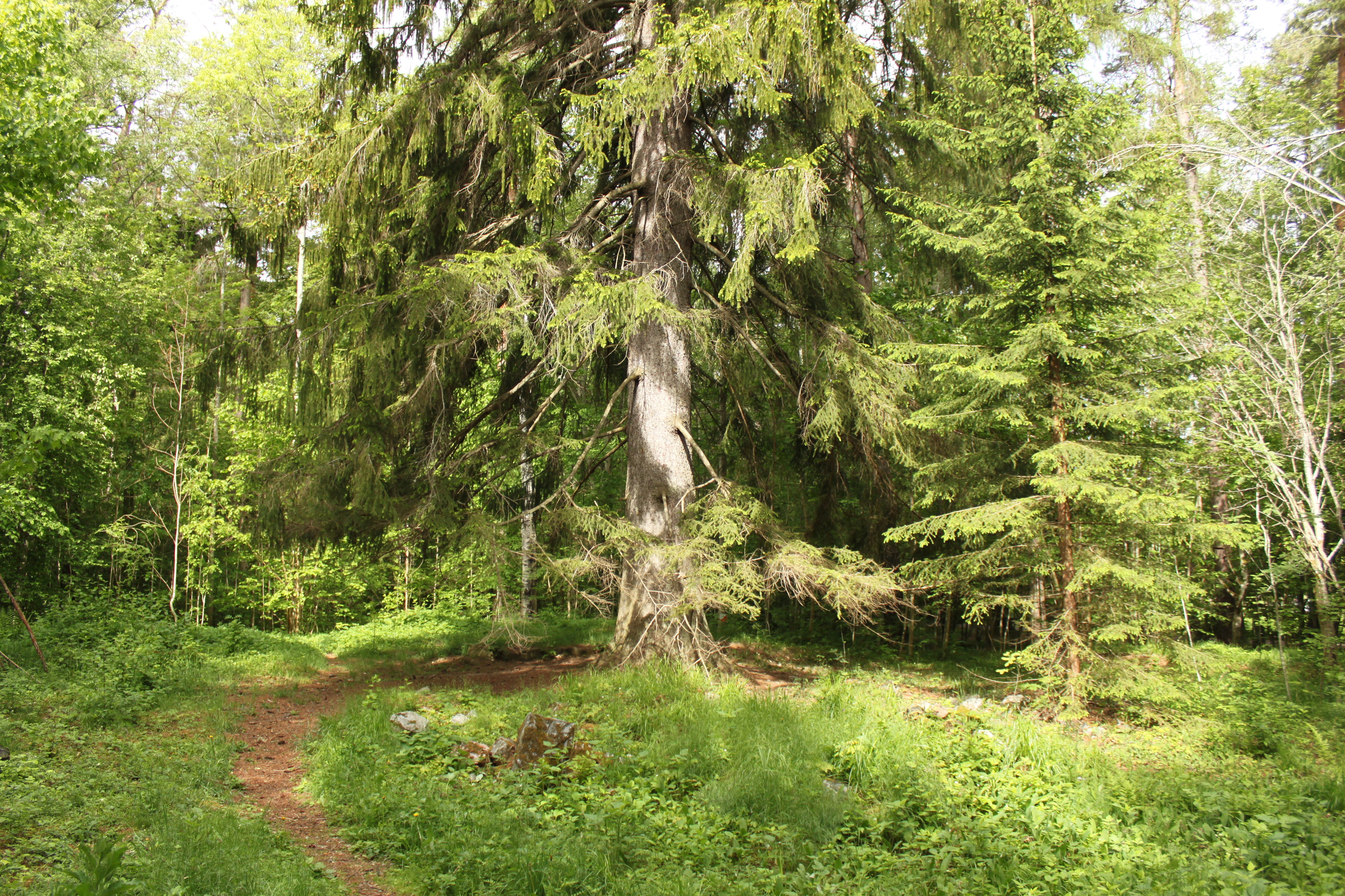 Största granen