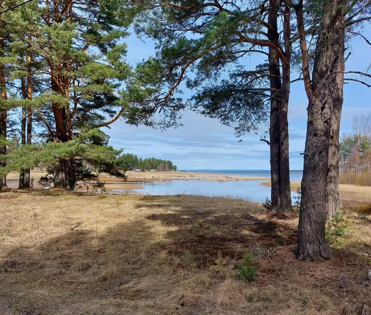 Vy över Olsnäsviken