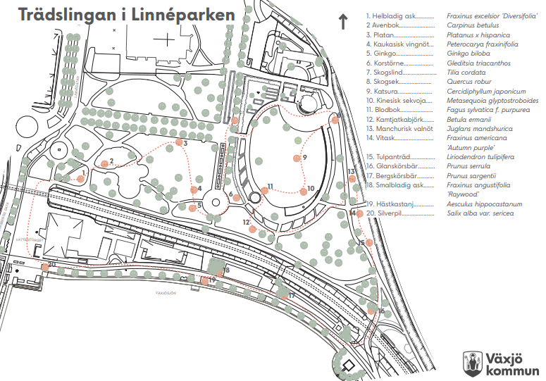 20 värdefulla träd