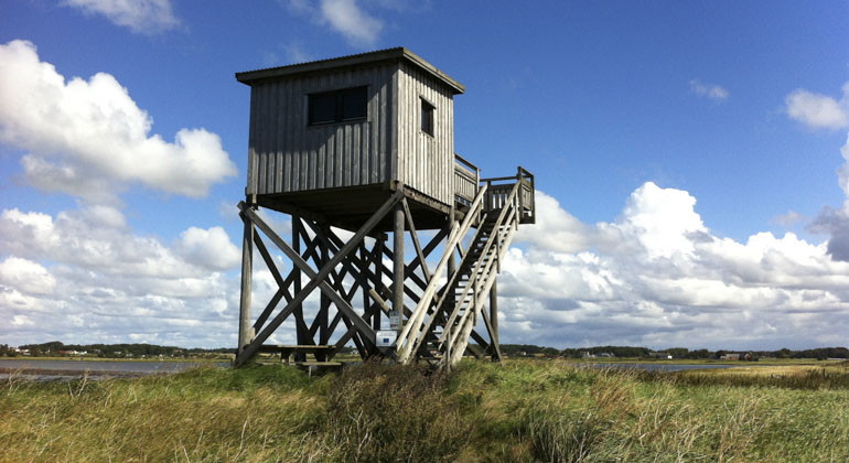 fågeltorn