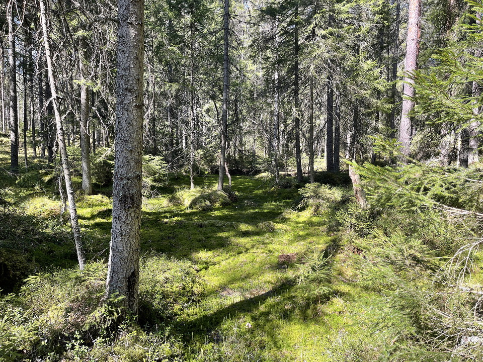 Granar och mossa.