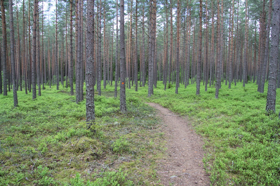 Stig bland blåbärsris och tallar.