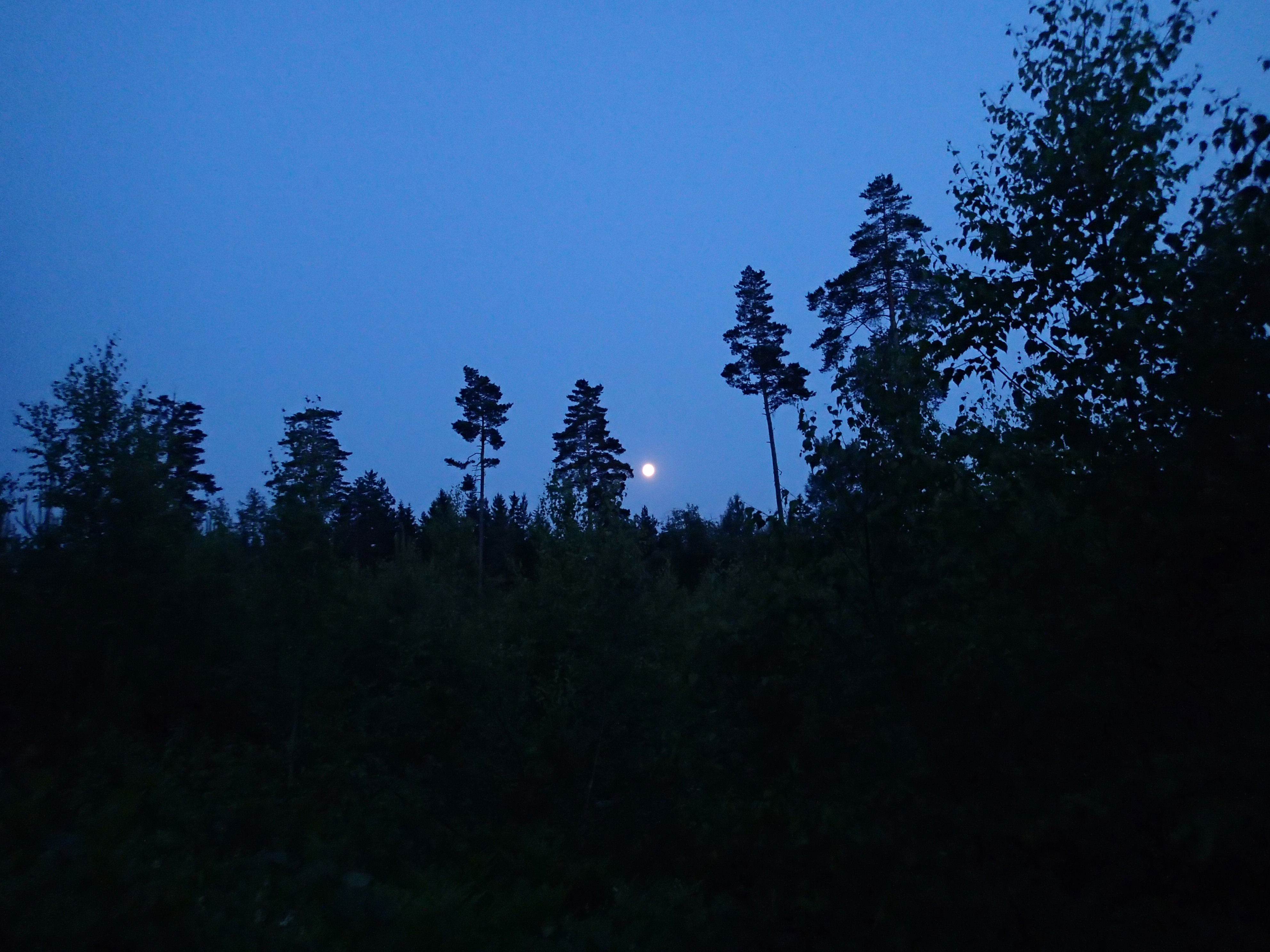 Överlevnad i skogsmiljö